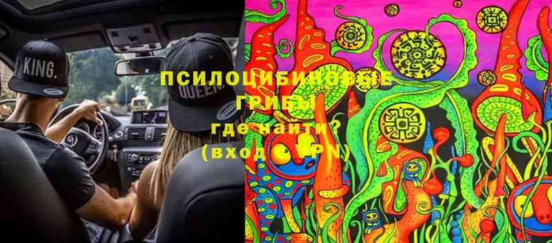 omg рабочий сайт  Коломна  Галлюциногенные грибы Psilocybe 